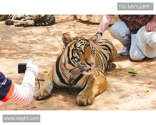 兵工厂与老虎分析的深度对比与启示探讨 兵工厂与老虎分析的深度对比与启示探讨